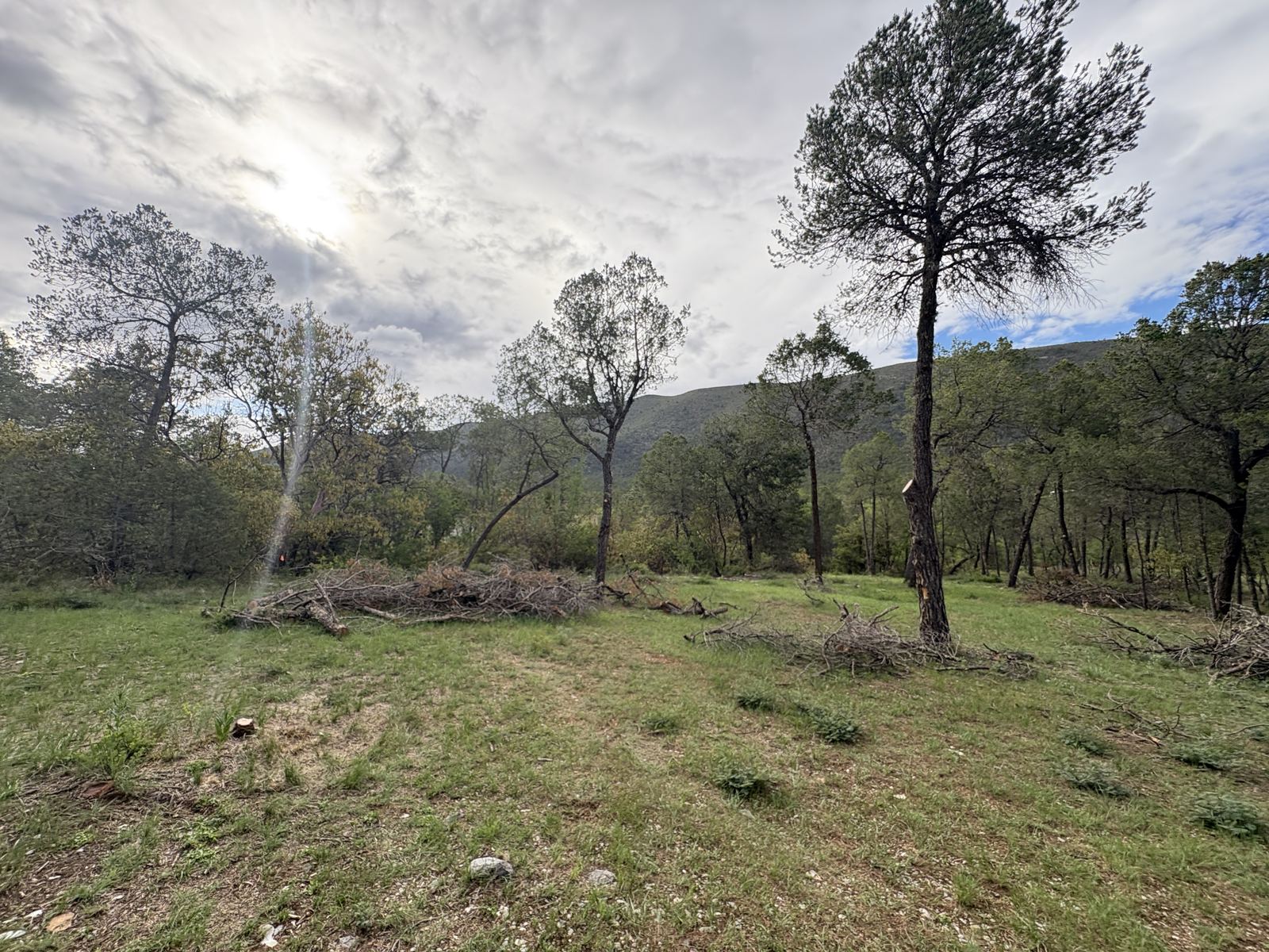 Pinos y encinos con la sierra de fondo